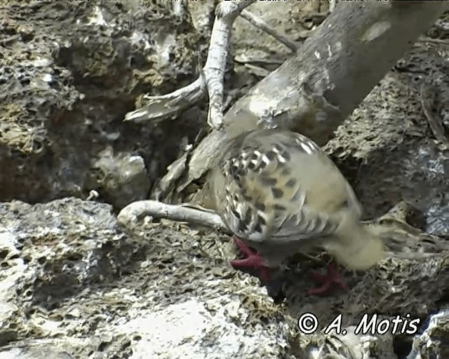 Galapagos Dove - ML200827711