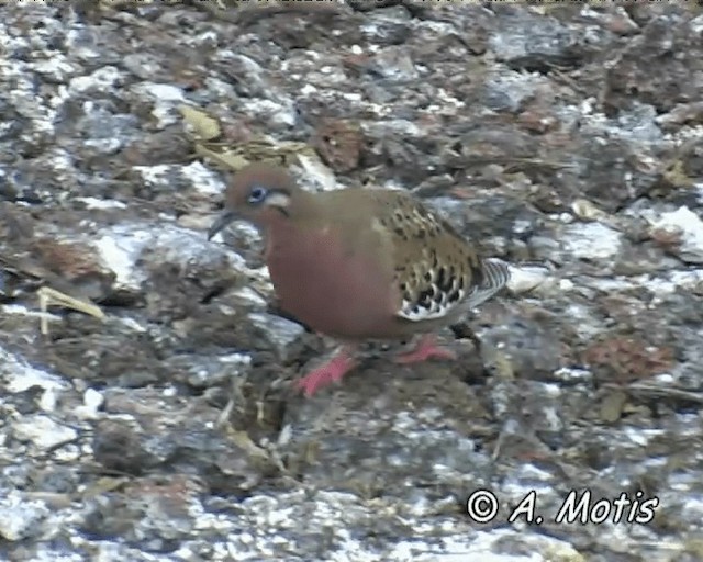 Galapagos Dove - ML200827721