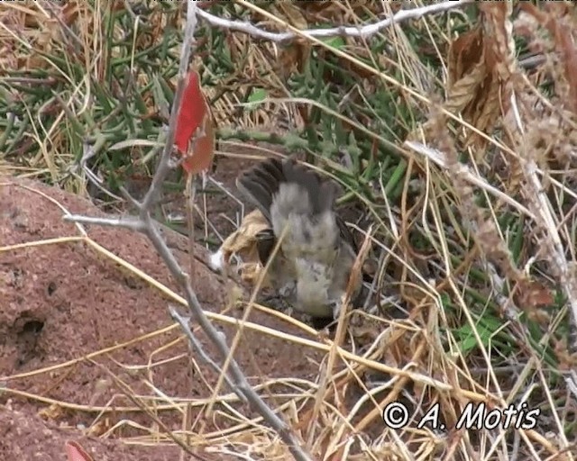 Medium Ground-Finch - ML200827731