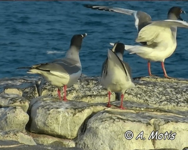 Swallow-tailed Gull - ML200827761