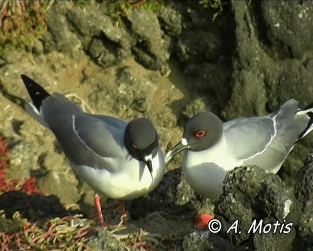 Swallow-tailed Gull - ML200827771