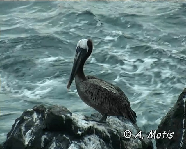 Brown Pelican (Galapagos) - ML200827831