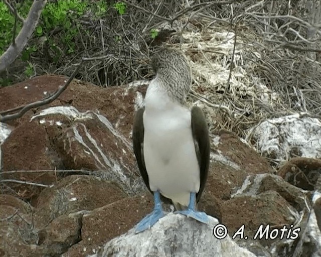 Blue-footed Booby - ML200827851