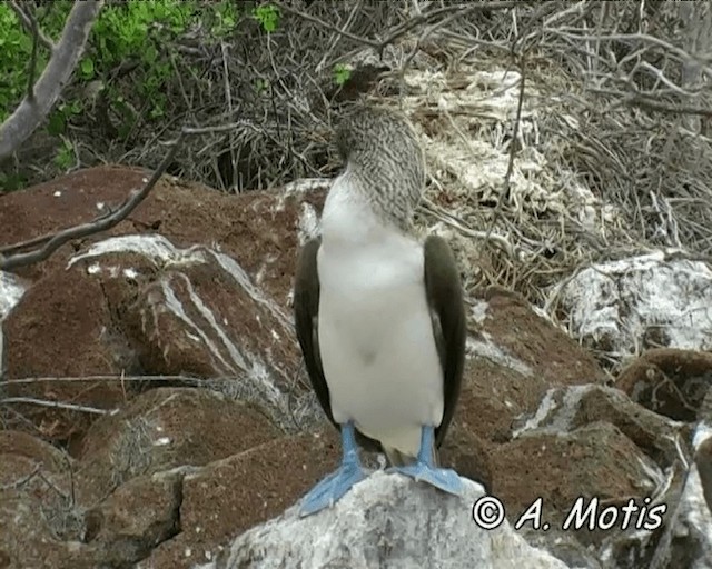 Blaufußtölpel - ML200827851