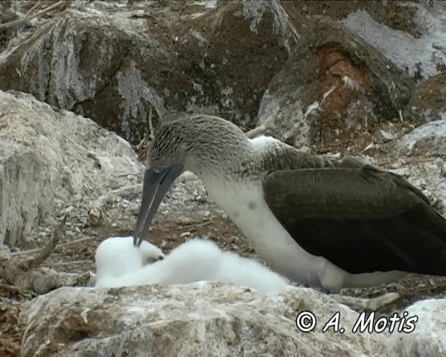 Blue-footed Booby - ML200827861