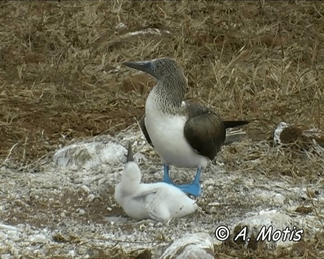 Blue-footed Booby - ML200827871