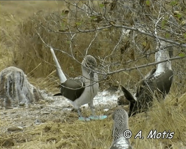 Blue-footed Booby - ML200827881