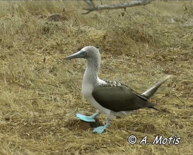 Blue-footed Booby - ML200827891