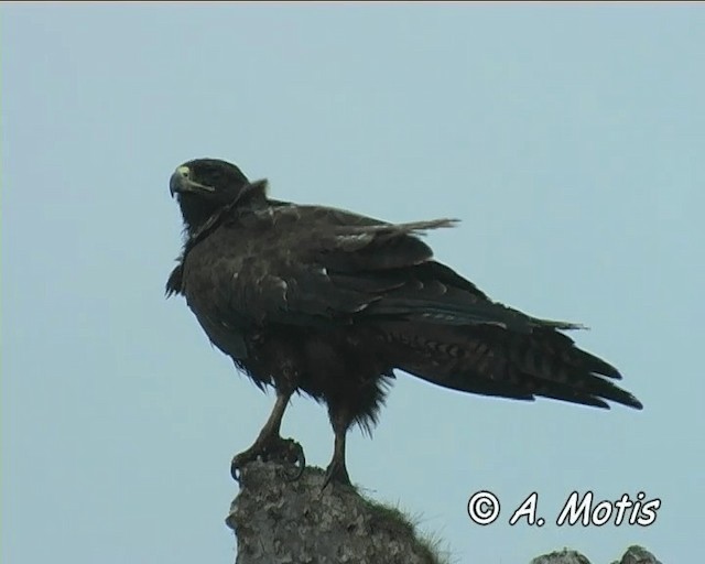 ガラパゴスノスリ - ML200827901