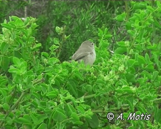 Gray Warbler-Finch - ML200827911