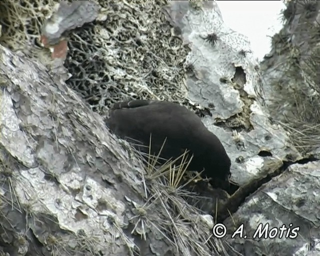 Common Cactus-Finch - ML200827961