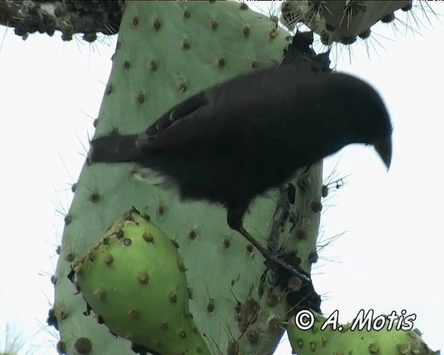 Common Cactus-Finch - ML200827971