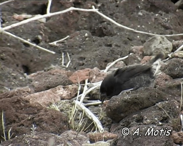 Common Cactus-Finch - ML200827981