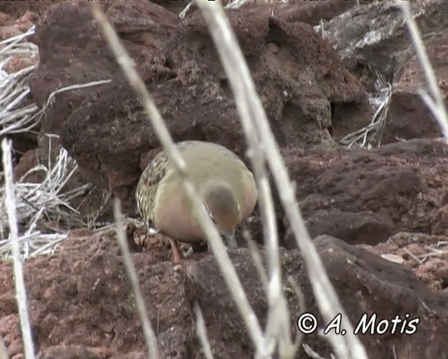 Galapagos Dove - ML200828061