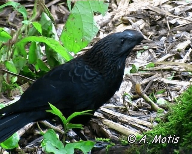 Smooth-billed Ani - ML200828111