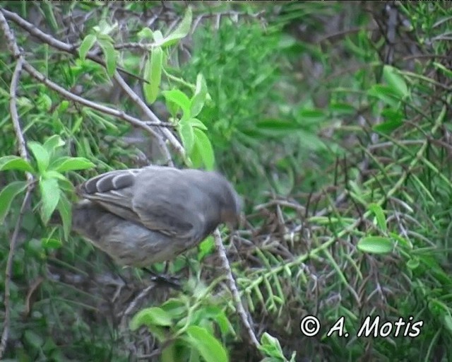 Large Ground-Finch - ML200828171