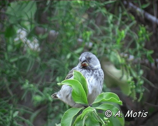 Large Ground-Finch - ML200828181