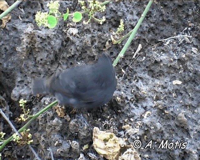 Common Cactus-Finch - ML200828191