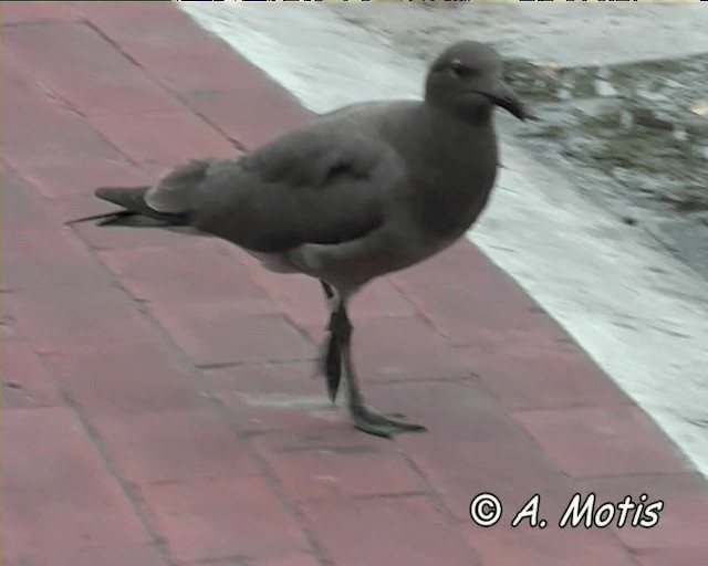 Gaviota Fuliginosa - ML200828211