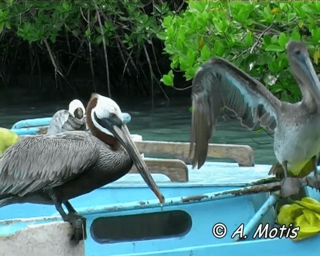 pelikán hnědý (ssp. urinator) - ML200828241