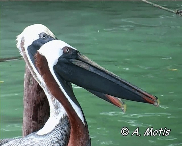 pelikán hnědý (ssp. urinator) - ML200828261