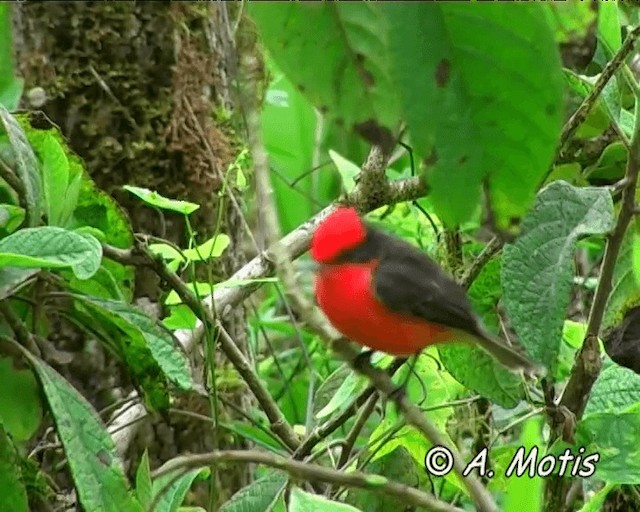 Brujo Flycatcher (Galapagos) - ML200828271