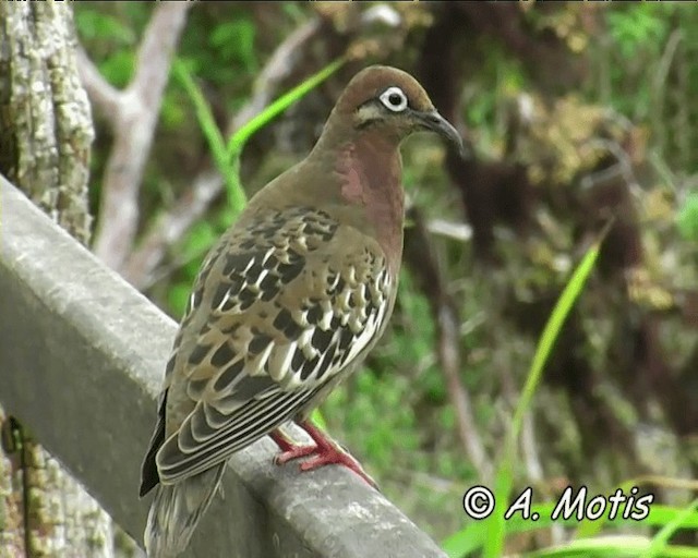 Galapagos Dove - ML200828281