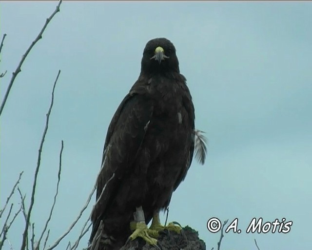 ガラパゴスノスリ - ML200828291