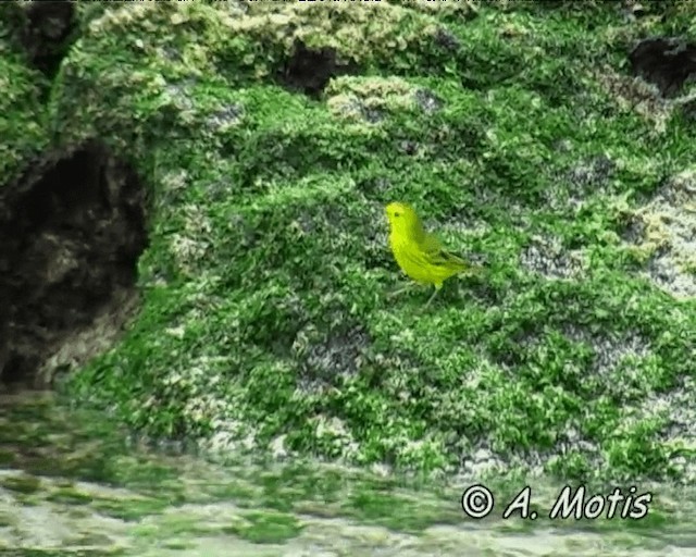 Yellow Warbler (Galapagos) - ML200828321