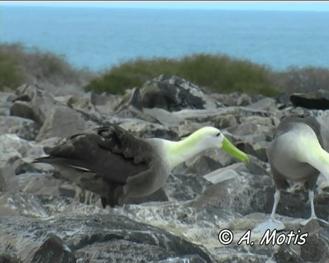 Waved Albatross - ML200828361