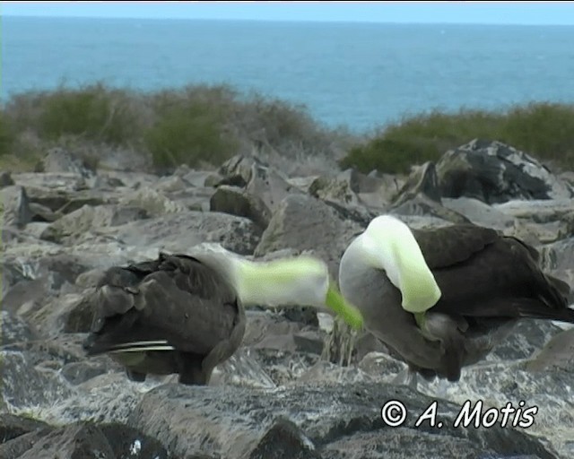 Waved Albatross - ML200828371