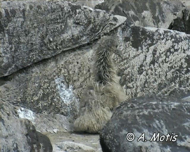 Waved Albatross - ML200828391