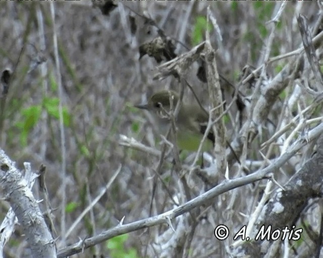 Galapagos Flycatcher - ML200828461