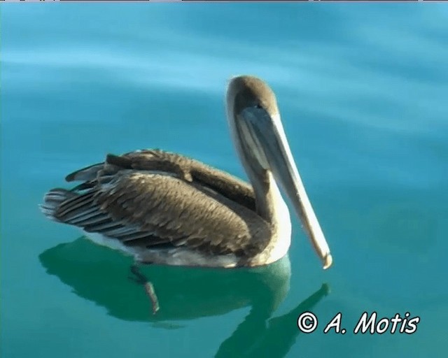 Brown Pelican (Galapagos) - ML200828481