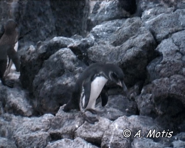 Галапагосский пингвин - ML200828531