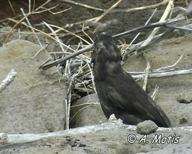 Española Ground-Finch - ML200828601