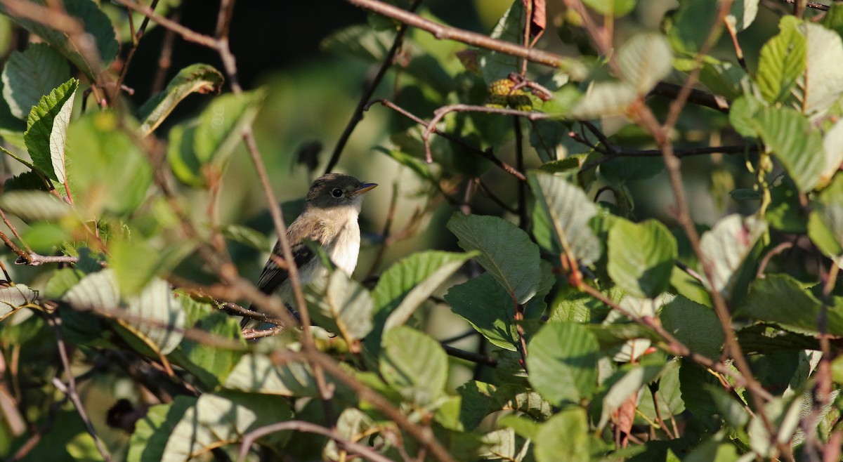 Alder Flycatcher - Jay McGowan