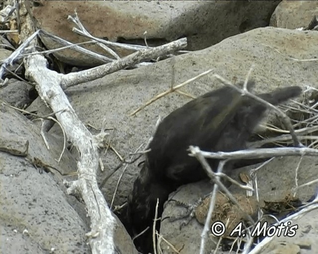 Española Ground-Finch - ML200828611