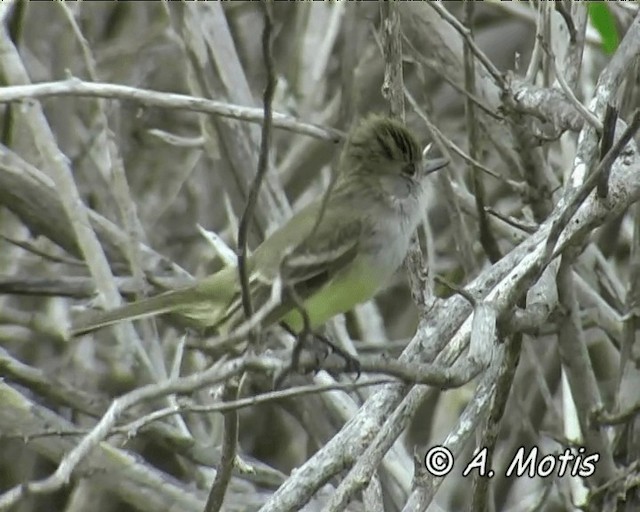 Galapagos Flycatcher - ML200828651