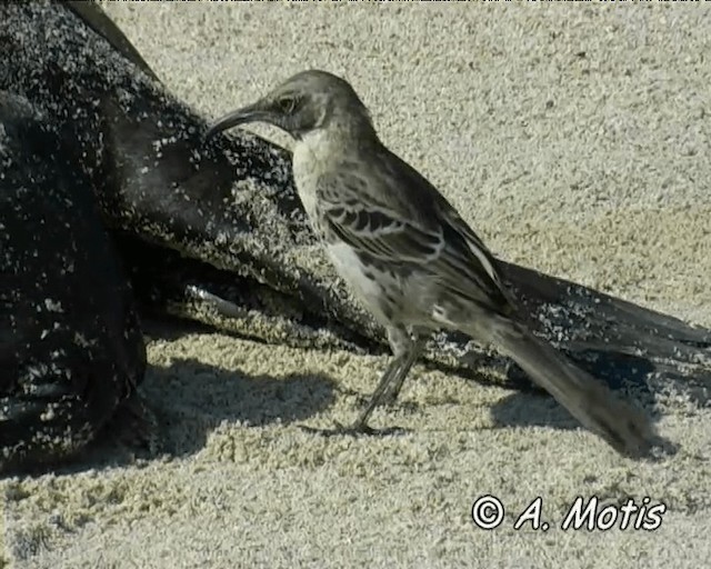 Española Mockingbird - ML200828671