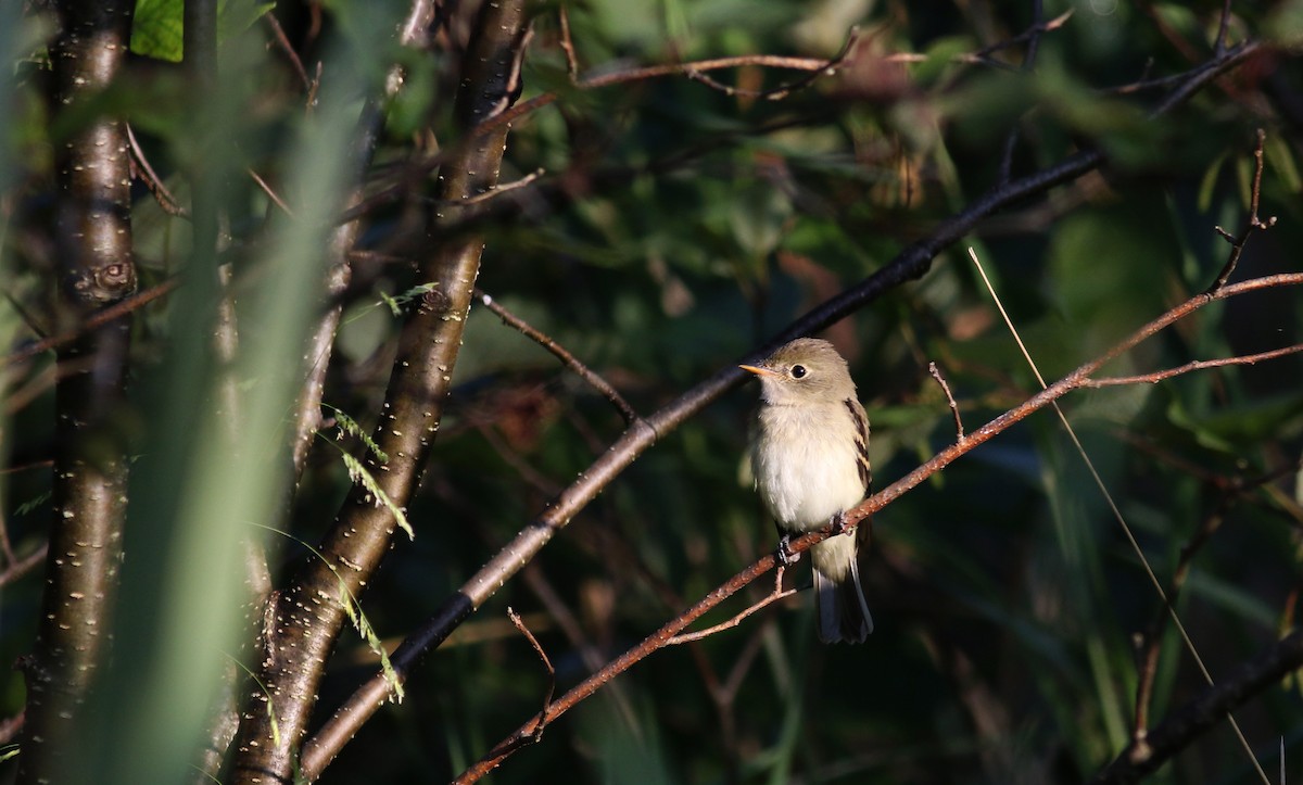 Alder Flycatcher - Jay McGowan