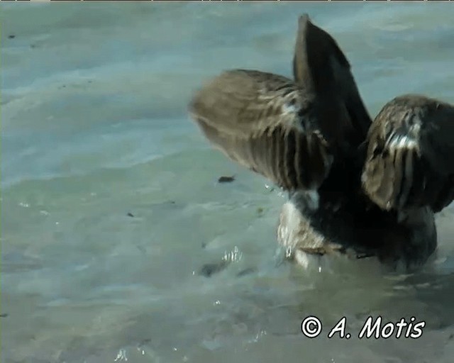 Brown Pelican (Galapagos) - ML200828721