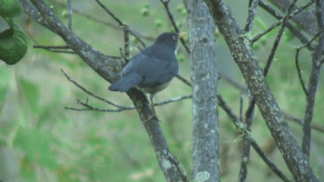 Plumbeous-backed Thrush - ML200828971