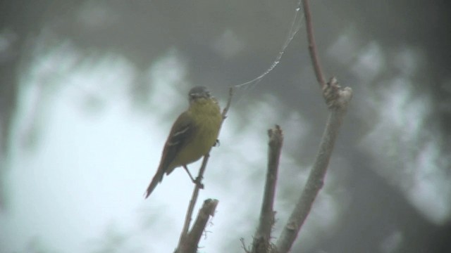 Ashy-headed Tyrannulet - ML200828981