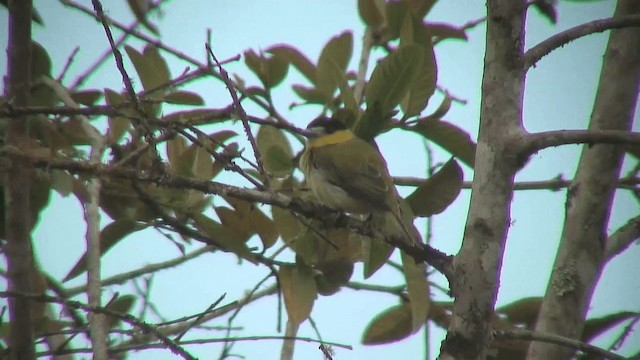 カザリドリモドキ（xanthogenys／peruanus） - ML200829001