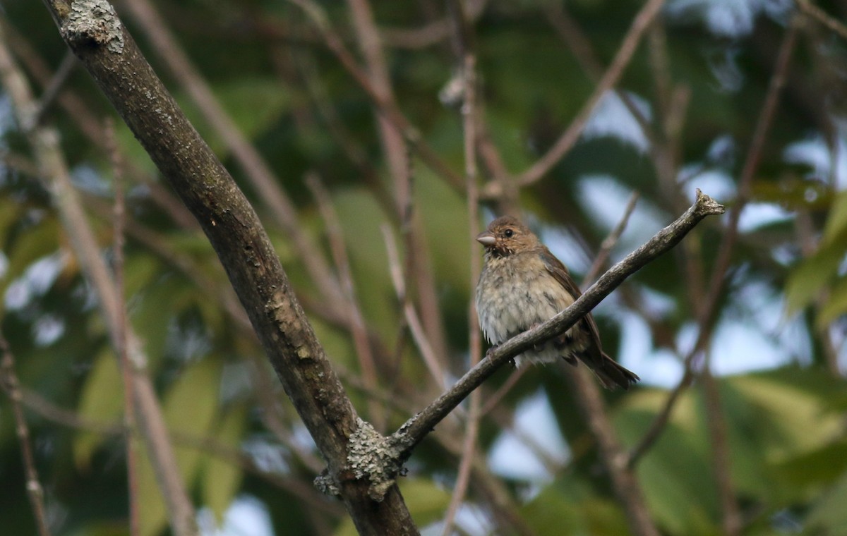 Passerin indigo - ML20082901