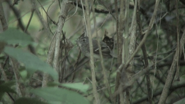 Gray-breasted Flycatcher - ML200829011