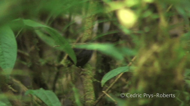 Magdalena Tapaculo - ML200829141