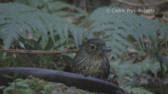 Santa Marta Antpitta - ML200829161