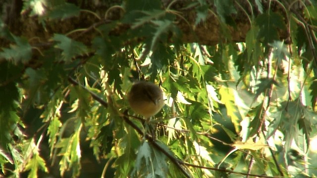 Luì grosso - ML200829181